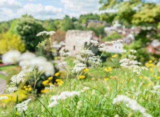 Plants growing by Guildford Castle