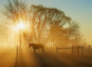 Horse in a field at sunrise