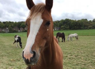 Ruby the pony, standing in a field