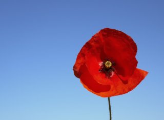 Remembrance day