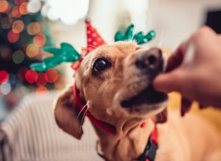 Dog with Christmas antlers on being fed a treat