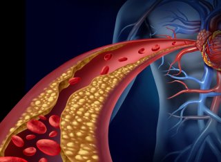 Illustration of cardiovascular activity