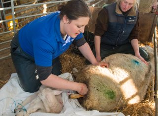 Student delivering a lamb