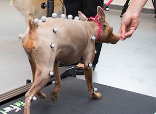 A dog on a treadmill in the veterinary biomechanics lab