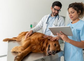Doctors doing a medical exam on a dog at the veterinary clinic