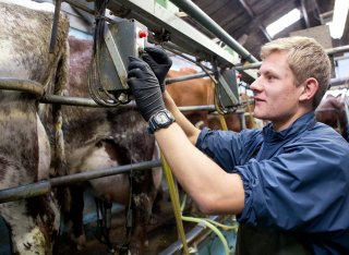 Student standing next to a cow touching some equipment