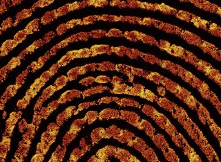 Fingerprint_under_microscope