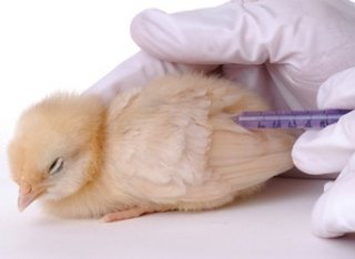 Immunity in chickens 