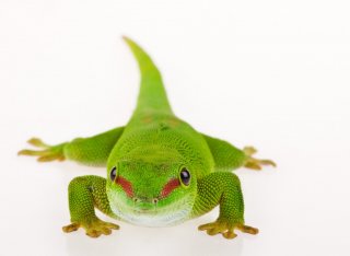 gecko_green