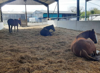 Ruby the pony laying down on some hay