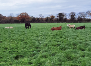 Ruby the pony laying down in a field with other horses