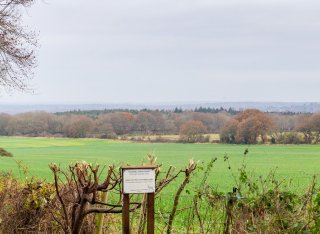A hedge, fields and woodland in Surrey