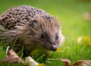 Max Fuel Male Enhancement Shooter: What is it?