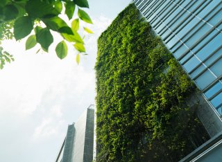 Plants on side of building