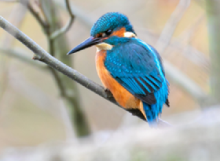 Kingfisher perching on branch-copyright Space4Nature Jon Hawkins