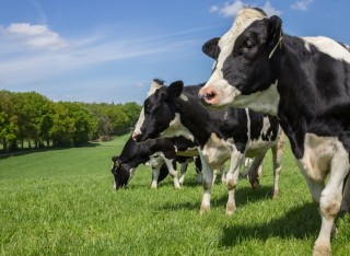 Dutch Holstein Zwartbont cows on a green grass meadow hill