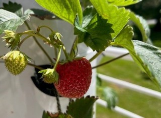 Strawberry grown in vertical pods at Lakeside