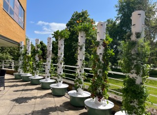 Tower garden at Lakeside Restaurant