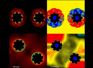 Morpheus makes modelling interactions between moving objects and surrounding fluid easy. In this example, two cogs rotate inside a water bath causing pressure ripples to flow throughout the fluid