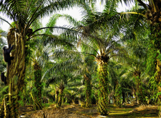 Painting of a palm oil forest with unidentified monkeys climbing the trees