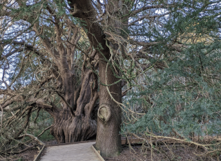 Yew tree in Surrey