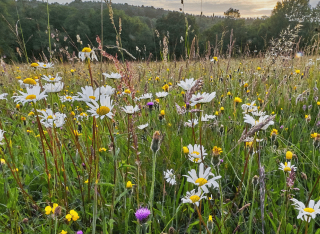 field of wildflowers