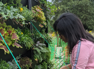 mamatha tomson tends to a green wall in Guildford