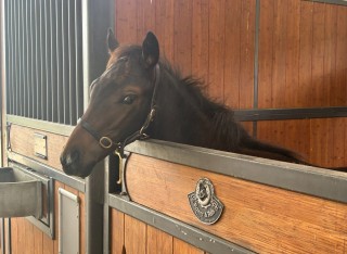 Horse pic 
