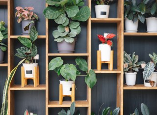 house plants