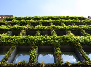 plants growing on a building
