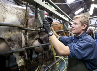 Students learning how to milk a cow at Chichester College Farm