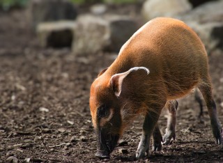 Red river hog