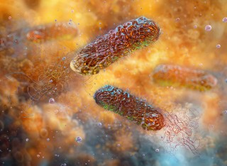 Pseudomonas aeruginosa, two rod-shaped pathogen bacteria