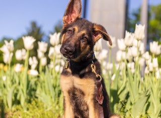 Dog sitting in flowers