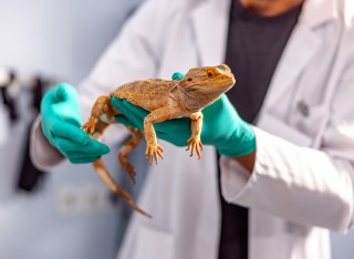 Lizard being held by a vet