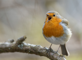 Bird_Song_Getty