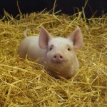 A piglet in hay
