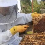 Kerry Barnard bee keeping