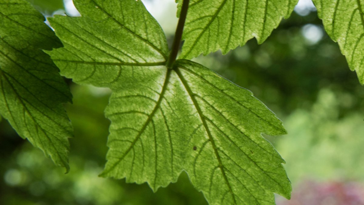 Surface of leaf