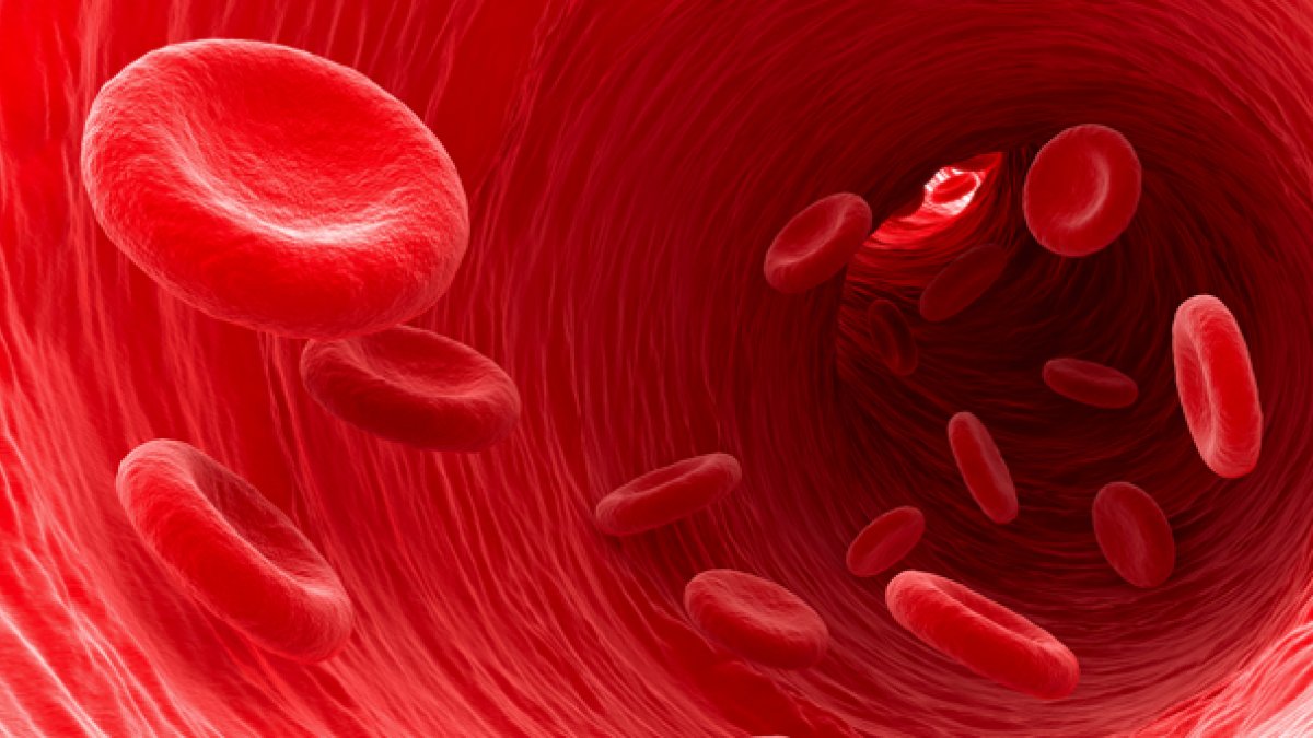 Close up of red blood cells moving through an artery