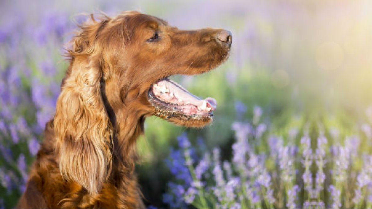 A brown dog sitting open mouthed in a field of lavender