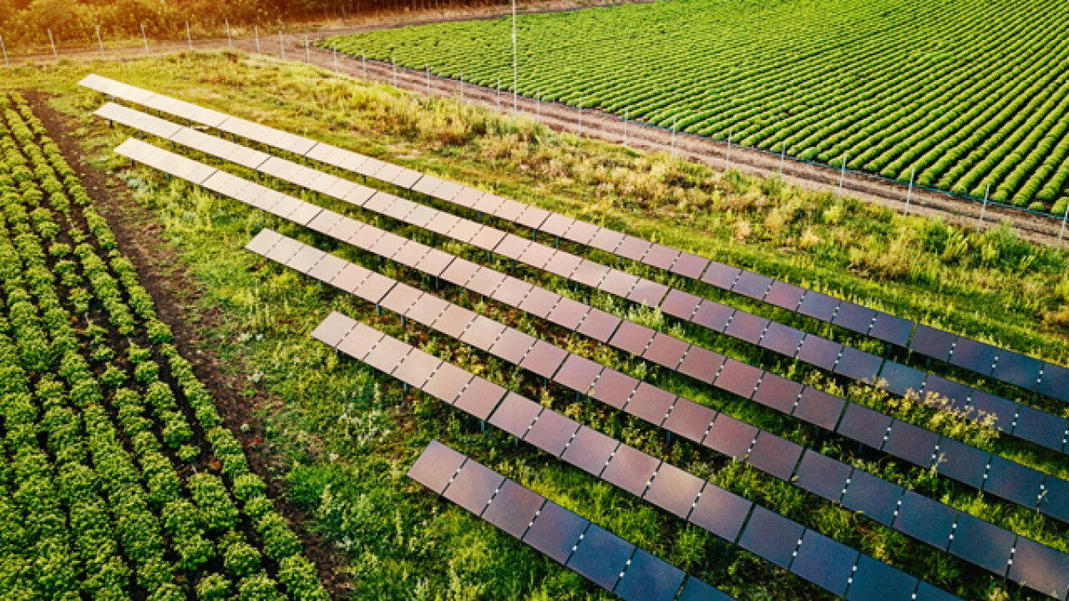 Lots of solar panels in a green field