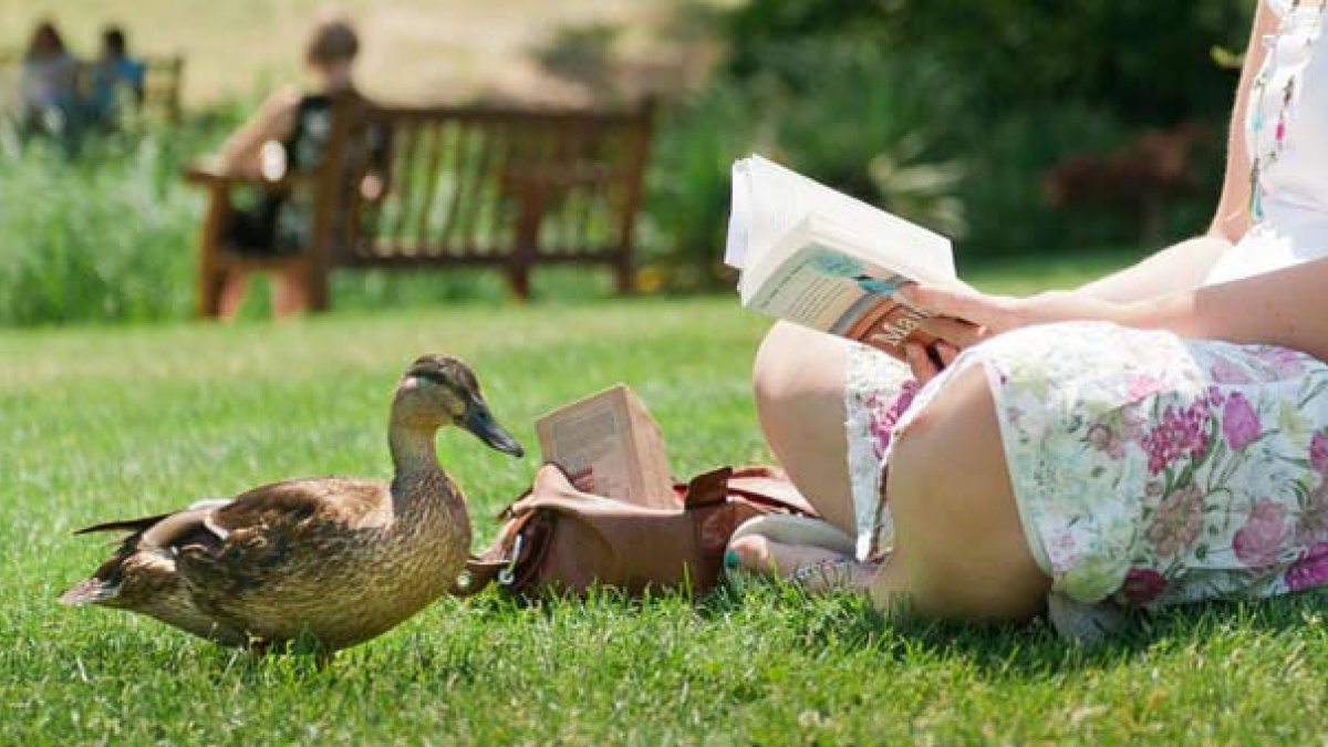 Student reading by the lake with a duck nearby