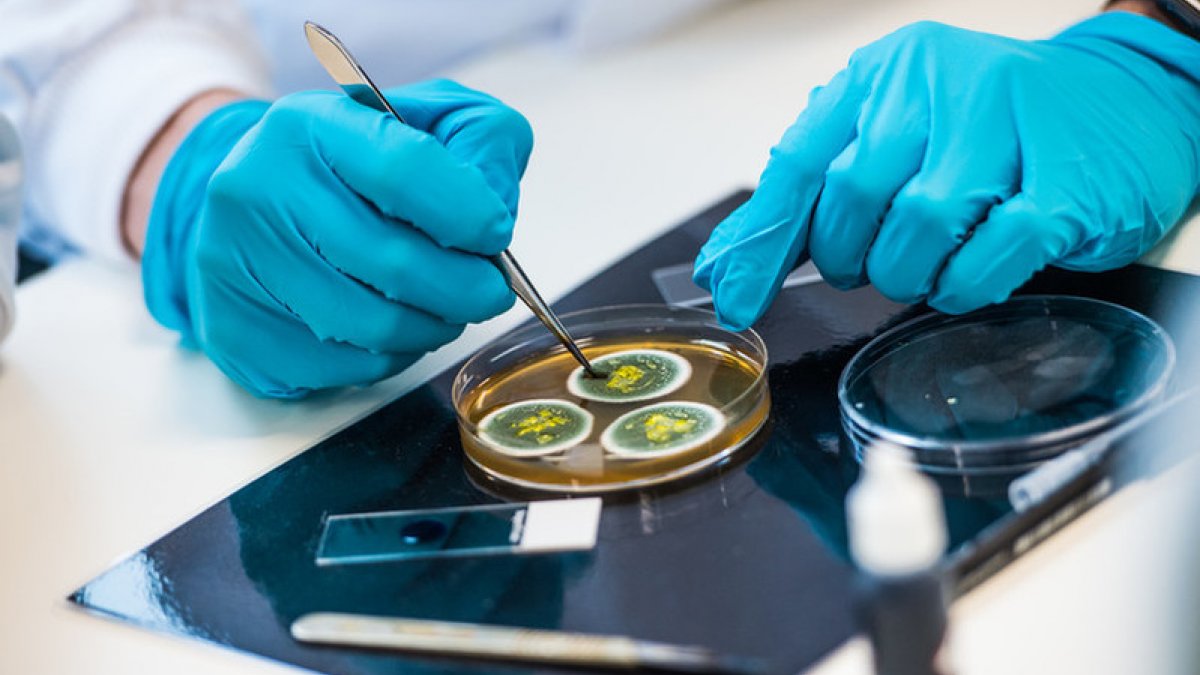Gloved hands working with petri dish