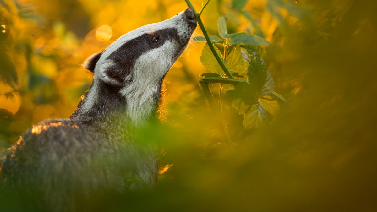 Image of a badger in a woodland environment