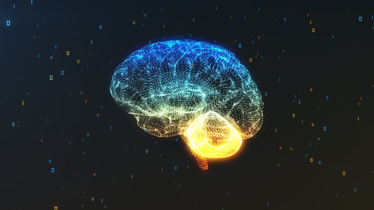 Diagram of a human brain
