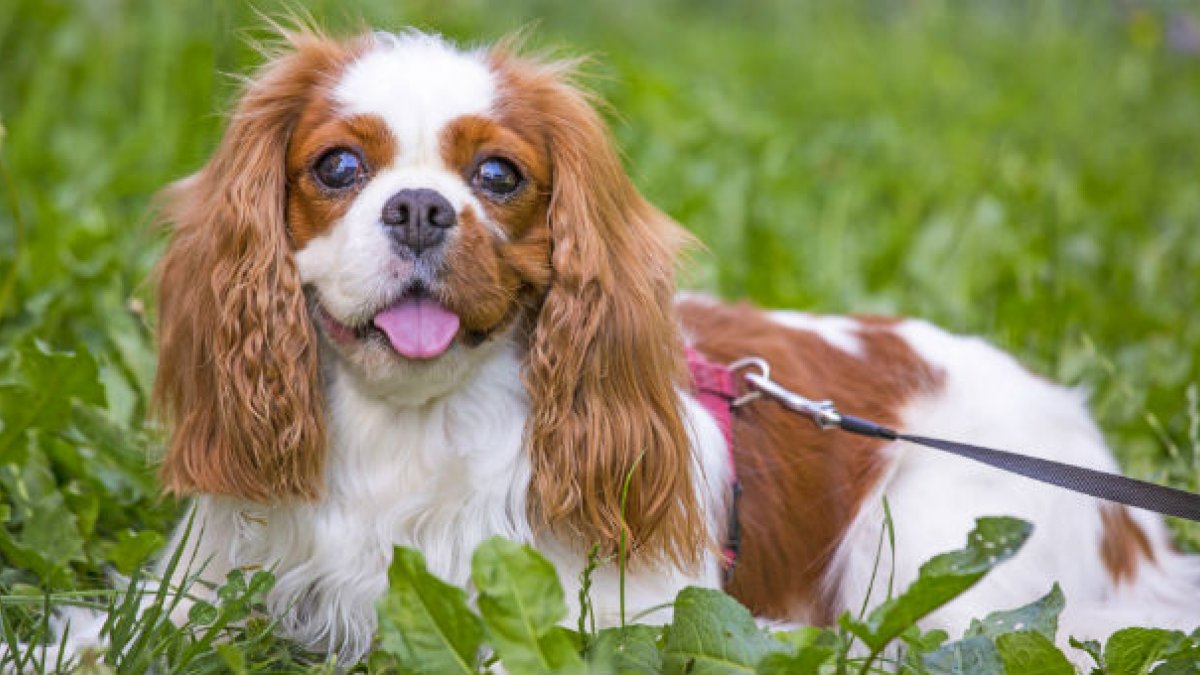 Cavalier king charles spaniel lying on grass