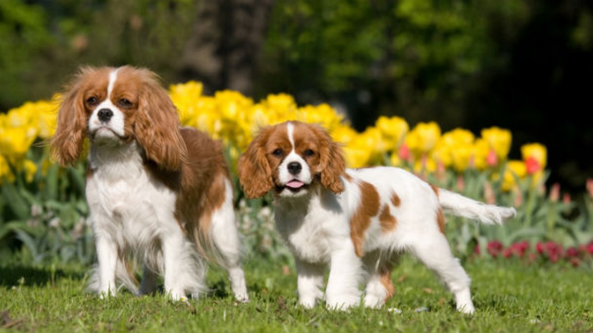 King Charles spaniels