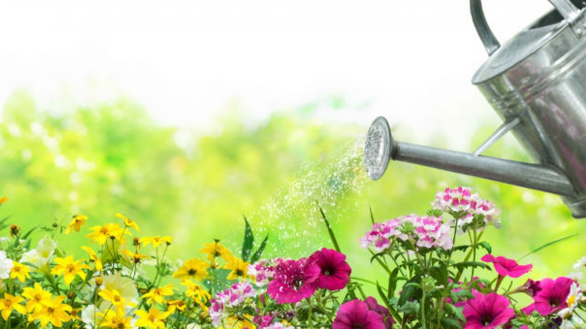 Watering can watering flowers