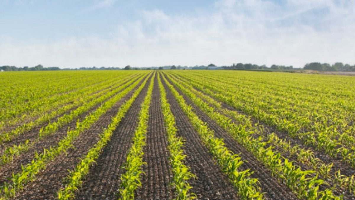 Rows of young crops in a field